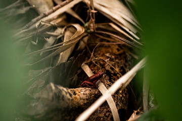 little frog in the forest