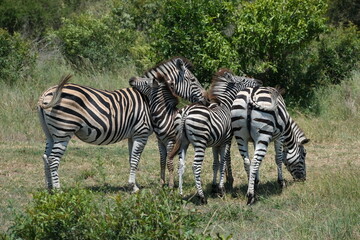 A dazzle of zebras. grazing, and one zebra baby hugging its mother