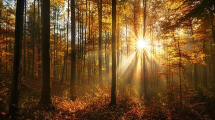 Obraz premium A serene forest scene illuminated by sunlight filtering through autumn foliage.