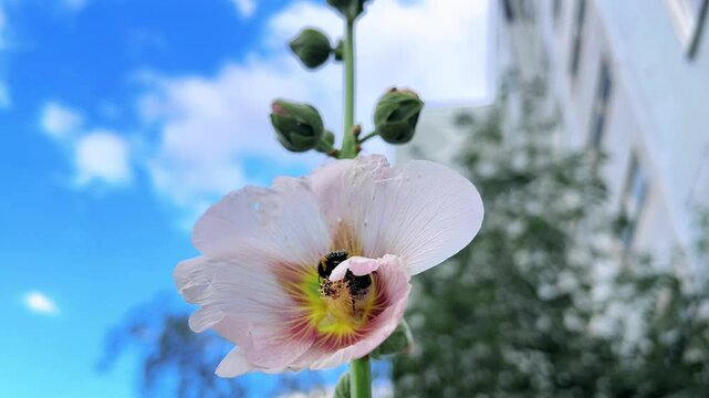 Bumble-bee is gathering pollen on the pink flower. Close up shot of insect. Nature concept.