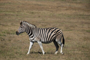 Zebra walking in grass looking like its smiling