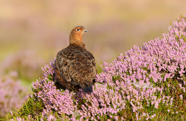 Red Grouse, Scientific name: Lagopus Lagopus.  Red Grouse male or cockbird alert and facing right in blooming pink heather.  Clean background.  Space for copy.  Horizontal.