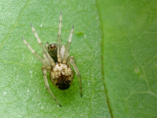 Orb spider on the leaf seen from the top