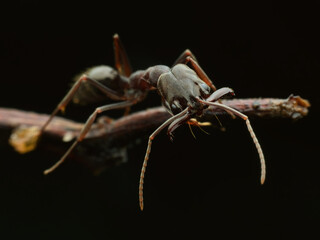 Trap jaws ant creeping on the dry twig
