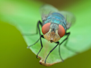 Blue bottle flies on the leaf seen from the front