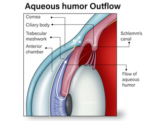 Zoomed in  Vector Illustration of Aqueous Humor Outflow Mechanism: Uveoscleral
Pathway, Trabecular Meshwork, and Schlemm's Canal with Detailed Labels and Anatomical
Annotations at 100x Magnifi