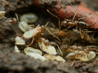 ants colony is carrying its larva to the hole