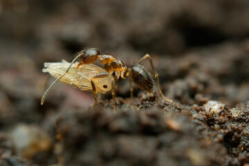 An ant is carrying its larva on the ground