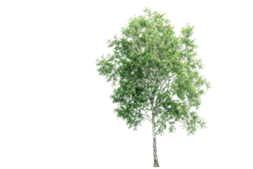 Poplar Tree Isolated on Transparent Background for Nature Designs