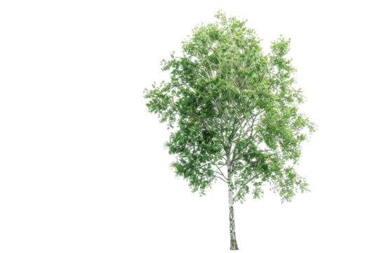 Poplar Tree Isolated on Transparent Background for Nature Designs