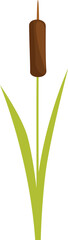 Single cattail reed growing with long green leaves