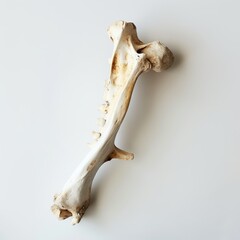 Fototapeta premium bone on white background.