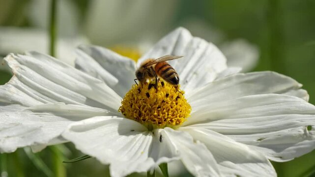 close-up of a honey bee (Apis mellifera) feeding on Cosmos (Cosmos bipinnatus) flower