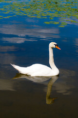 Łabędź na jeziorze 2024