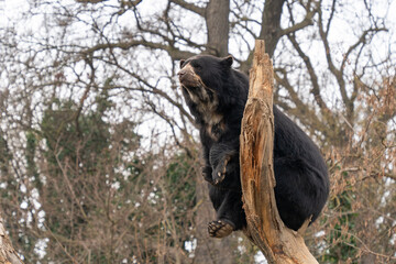 Spectacled bear (Tremarctos ornatus) sits on top of a tree and watches