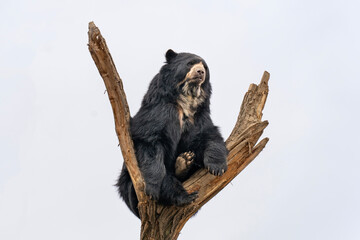 Spectacled bear (Tremarctos ornatus) sits on top of a tree and watches