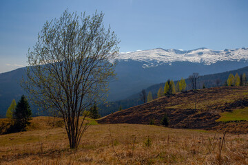 Early spring in Carpathian mountains, Svydovets mountain ridge.