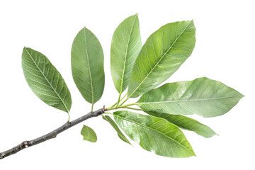 Sassafras isolated on a clear background for botanical design