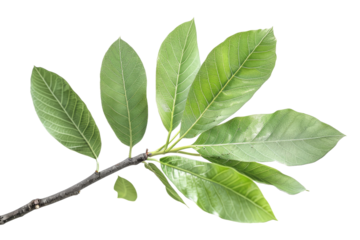 Sassafras isolated on a clear background for botanical design