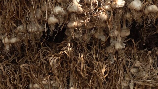 Harvested garlic hanging in bundles to dry. Garlic bulbs in italian farm