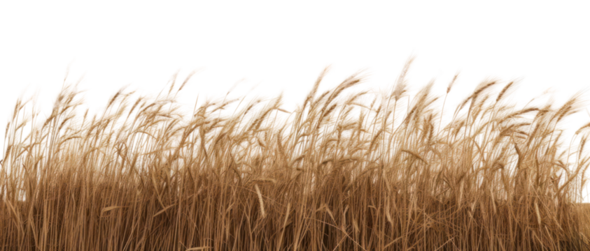 PNG  Golden wheat field isolated background