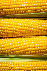 A close-up of corn cobs with bright yellow kernels arranged in rows