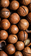 A close-up of macadamia nuts in shells, some of which are partially cracked open