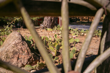 Bullock Cart wheel Indian. view of cacti through the wheel. Wild west festival.