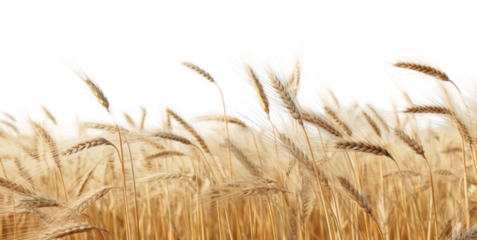 PNG Field backgrounds landscape outdoors.