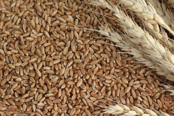 wheat grain background. Many grains of wheat with ears