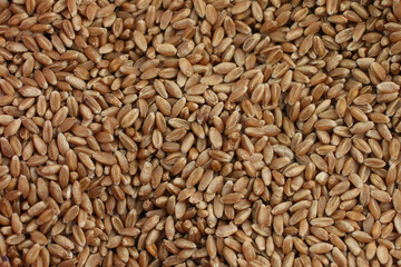 wheat grains background