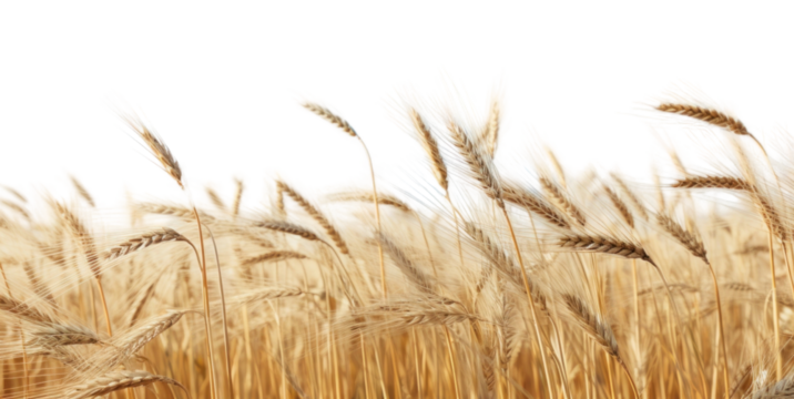 PNG Field backgrounds landscape outdoors.