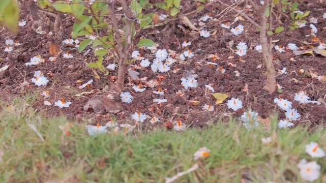 Fresh, night blooming jasmine/parijat/harshringar/shiuli flowers on the ground, cinematic panning shot