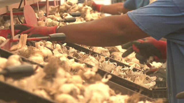 Men working garlic bulbs in italian farm. Harvested garlic being processed
