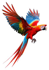 Fototapeta premium PNG A flying macaw bird photography background parrot.
