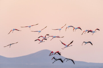 Wild birds on the lake gave interesting views against the sunset.