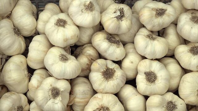 Pile of dry garlics in market. Garlic bulbs