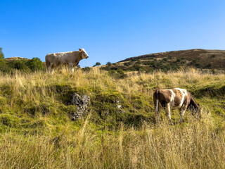 Grazing herd of rural cow, beef in Scottish highlands near Glasgow in summer day with blue sky