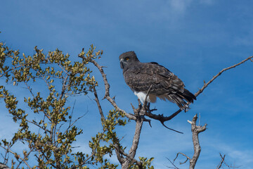 An adult Black chested Snake Eagle (Circaetus pectoralis) also known as Black breasted Snake Eagle coming in to land, against a blurred natural background, South Africa