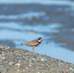 Semi-Palmated Plover at the beach