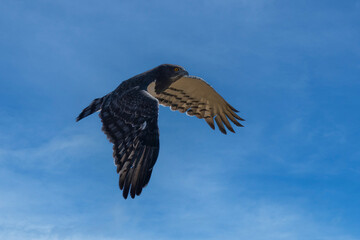 An adult Black chested Snake Eagle (Circaetus pectoralis) also known as Black breasted Snake Eagle coming in to land, against a blurred natural background, South Africa