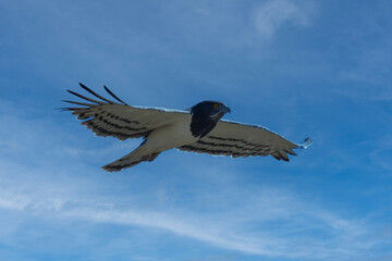 Obraz premium An adult Black chested Snake Eagle (Circaetus pectoralis) also known as Black breasted Snake Eagle coming in to land, against a blurred natural background, South Africa