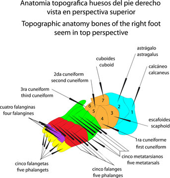 Anatomia topografica huesos del pie derecho vista en perspectiva superior