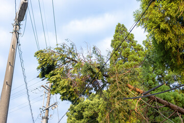 倒れて電線に接触した木