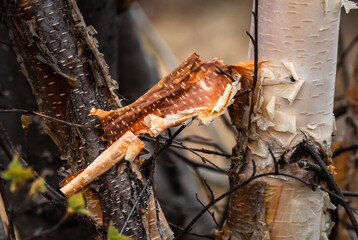 Birch Bark