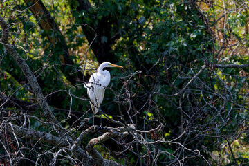  Great egret (Ardea alba) sitting on the branch tree