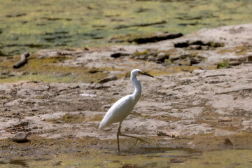  Snow egret (Egretta thula) on the Maumee river in Ohio