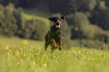 An adult male doberman dog playing happily on a meadow in summer outdoors