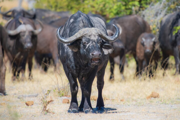 Herd of African buffalo or Cape buffalo (Syncerus caffer) in Moremi national park, Botswana