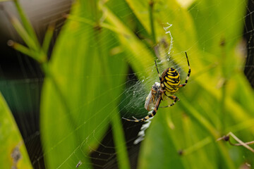 wasp spider in a garden eats a wasp